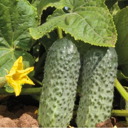 Огурцы на грядке с листьями и цветком - БЕНЕФИК