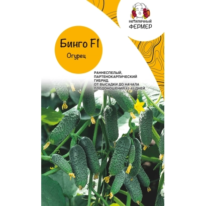 Seed packet of cucumber Bingo F1 with plant in background