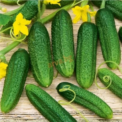 Свежие огурцы на деревянной поверхности с желтыми цветами - БИСАН