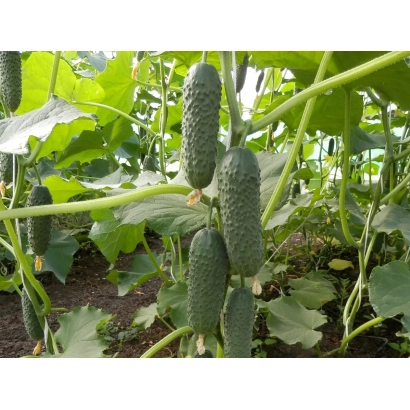 Огірки на кущі в городку - Бйорн