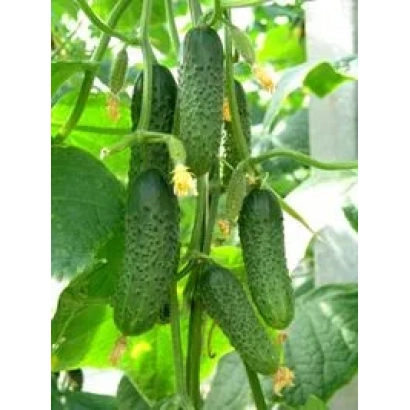Огірки сорту Бобрик F1 на рослині
