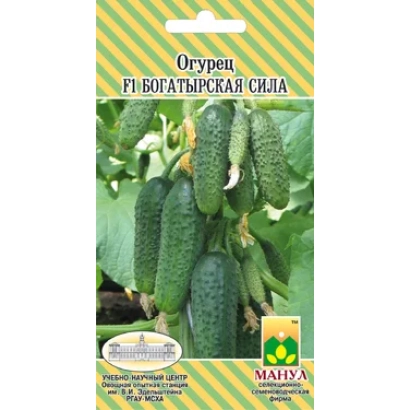 Семена огурца Богатырская сила F1 на фоне зеленых огурцов
