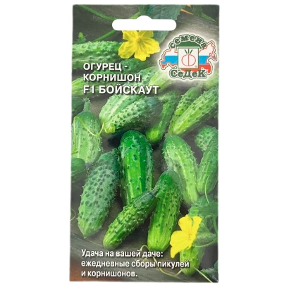 Seed packet of cucumber variety BOYSOUT - BOYSCOUT