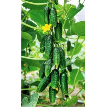 Свежие огурцы на лозе с желтым цветком - БОЛЬШОЙ КУШ