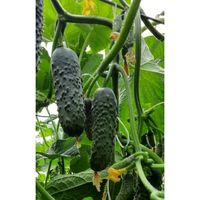 Огірки сорту Бомбардир на рослинні