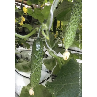 Fresh cucumbers on a vine with flowers and leaves - BON APPETIT