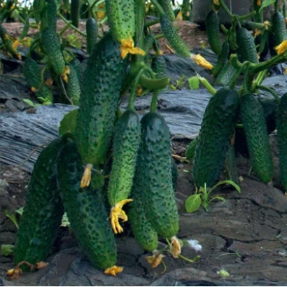 Fresh cucumbers growing in a field - Bonus