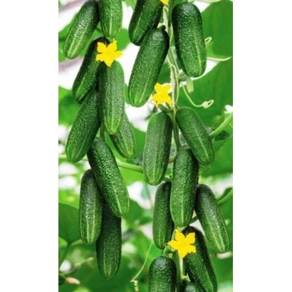 Свежие огурцы на ветке с желтыми цветами - БОРЕЦ