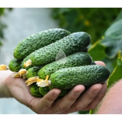 Рука держит свежие огурцы сорта Бридж на фоне листьев