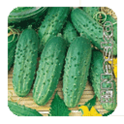 Огурцы сорта БРИЗ F1 на деревянной подложке