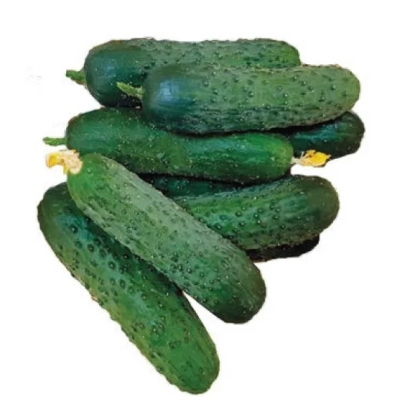 Свежие огурцы сорта Бриз F1