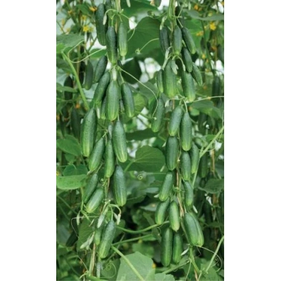 Свежие огурцы на лозе - БУМ