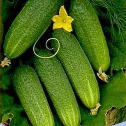 Свежие огурцы с цветком и зеленью - Бумер