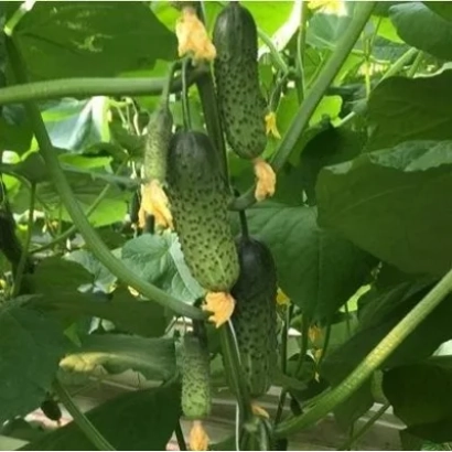 Свежие огурцы сорта Кантара на растении