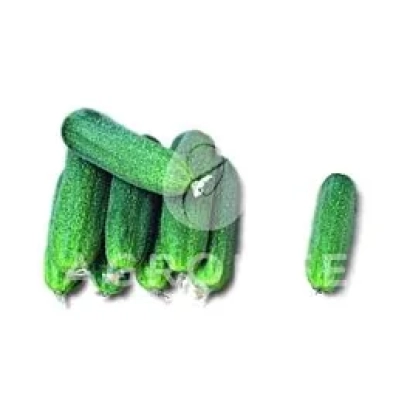 Группа огурцов Капра F1 на белом фоне