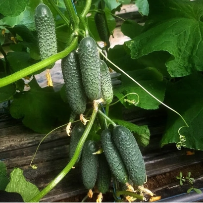 Свежие огурцы сорта Кассиус на грядке
