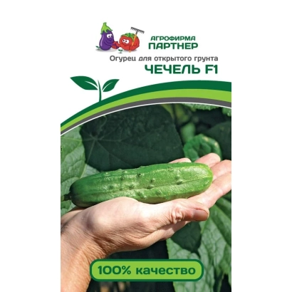 Насіння огірочка ЧЕЧЕЛЬ F1 у руці на фоні листя