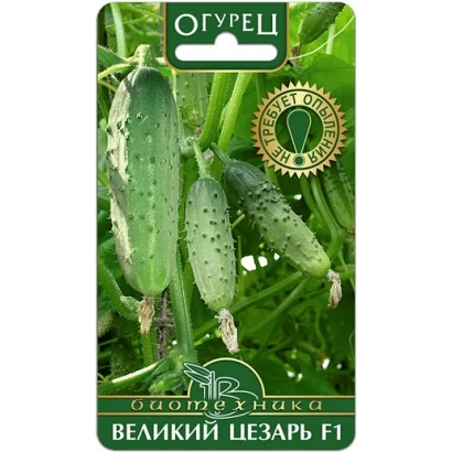 Насіння огірка Великий Цезарь F1 на зеленому фоні з плодами