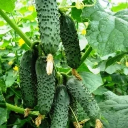 Огурцы сорта Чайковский на кусте - Чайковський