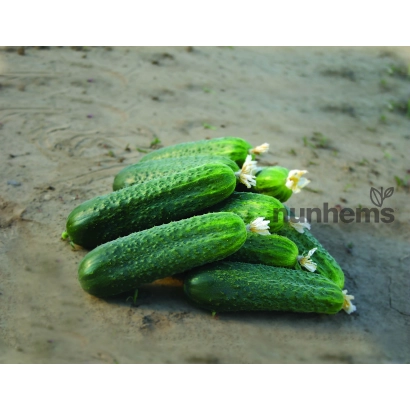 Свежие огурцы на земле - Циркон F1