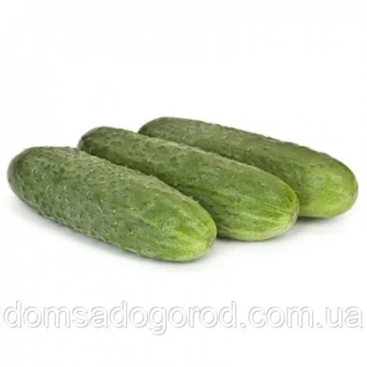 Чотири огірки на білому фоні - Компоніст F1