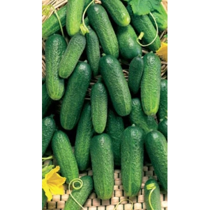 Свежие огурцы Конни F1 в корзине