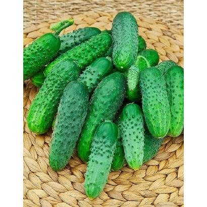 Свежие огурцы сорта Далила F1 на плетеной подставке