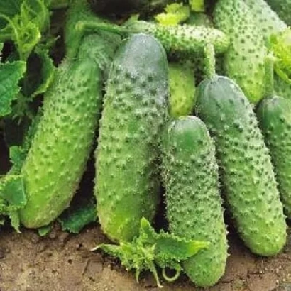 Fresh cucumbers in a garden bed - Autumn Gift