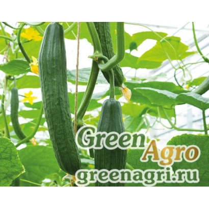 Огурцы на растении с надписью Green Agro - Ди Зайер