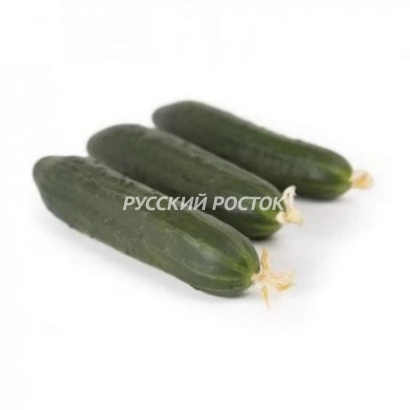 Три огурца на белом фоне с надписью РУССКИЙ РОСТОК - ДЕМАРРАЖ