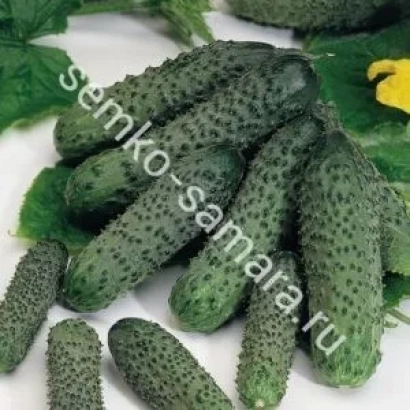 Огурцы сорта Денди на фоне листьев с надписью semko-samara.ru
