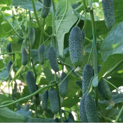 Derya cucumber variety on vine