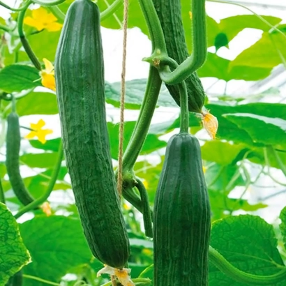 Свежие огурцы на лозе в теплице - ДИ ЛАЙТ