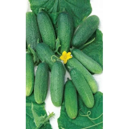 Свежие огурцы на фоне листьев и желтого цветка - ДИВО ДИВНОЕ