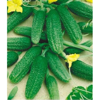 Fresh cucumbers with yellow flowers in the background - DOKA