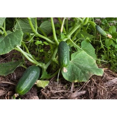 Cucumbers growing in a garden bed without packaging or label - Don Quixote