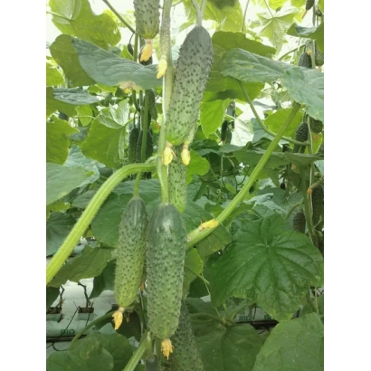 Свіжі огірки на рослинні - ДОНЧАК