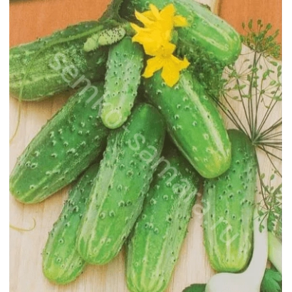 Свежие огурцы с желтым цветком и зеленью на фоне - ДРАЙВЕР