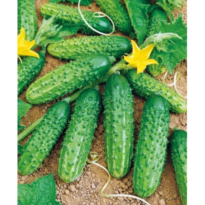 Свіжі огірки на грядці з жовтими квітами - ДУБЛЕР