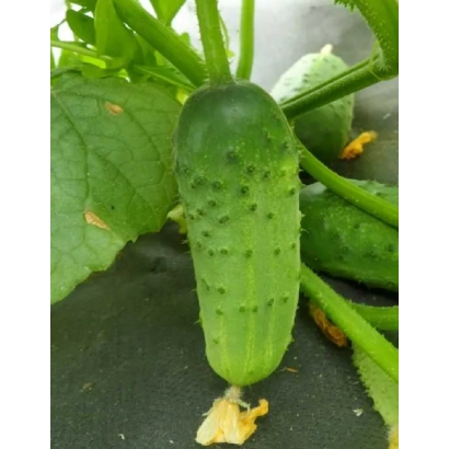 Свежий огурец на стебле с листьями - ДУКС