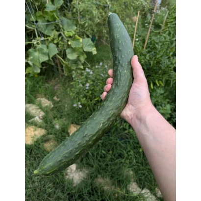 Свежий огурец ДЖАД | JAD в руке на фоне зелени