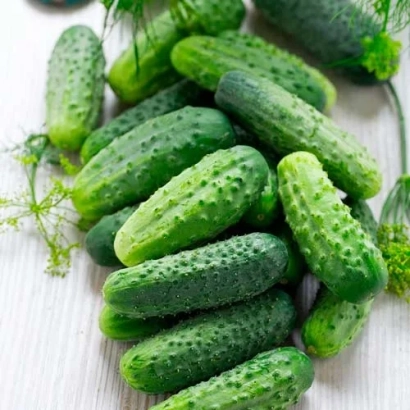 Свежие огурцы сорта Джерело на светлом фоне - Источник