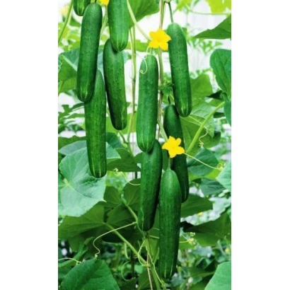 Свежие огурцы Джигит на ветвях с желтыми цветами