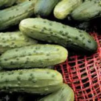 Свежие огурцы сорта Эдванс F1 на красной сетке