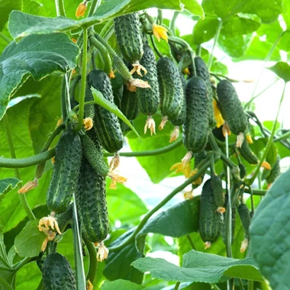 Cucumbers on a vine - Ekol F1