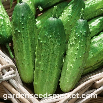 Fresh cucumbers in a woven basket - Ela