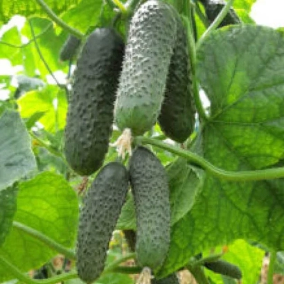 Свежие огурцы на кусте - ЭЛИТОР