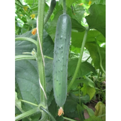 Свіжий огірок на лозі з зеленими листям - ЄЛИЗАВЕТА