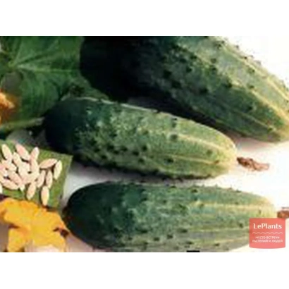 Огірки сорту Епілог з насінням на фоні листя