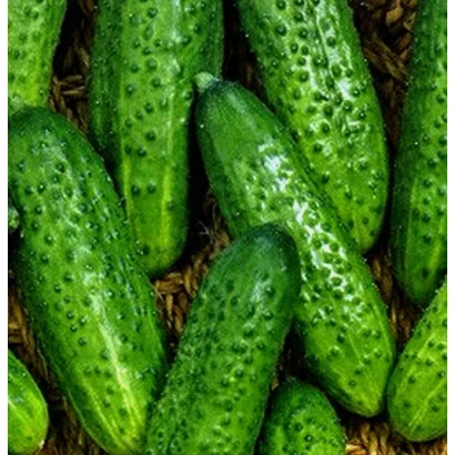 Свежие огурцы с характерной бугристой поверхностью - Эра / Ера
